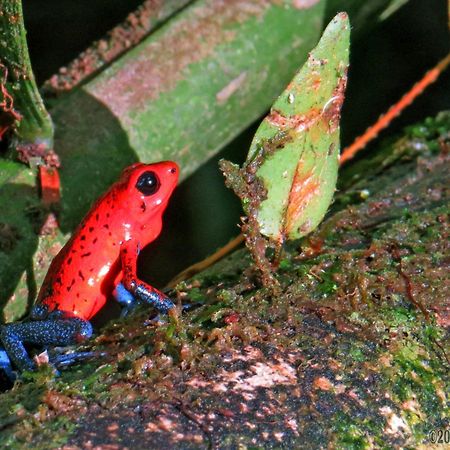 La Selva Biological Station Hotell Sarapiquí Eksteriør bilde
