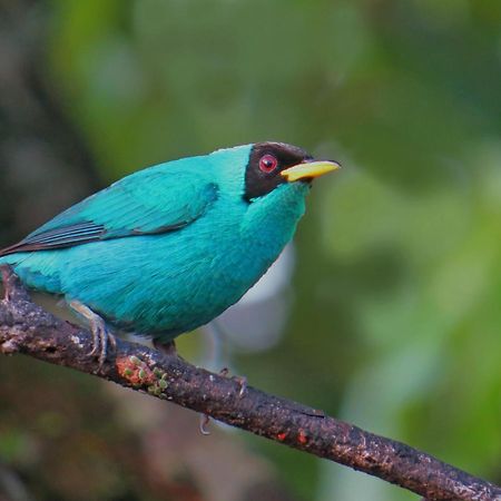 La Selva Biological Station Hotell Sarapiquí Eksteriør bilde