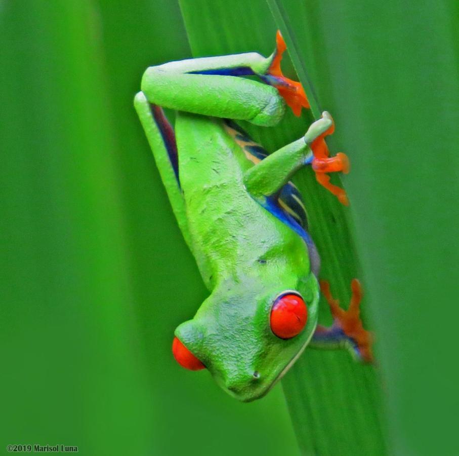 La Selva Biological Station Hotell Sarapiquí Eksteriør bilde