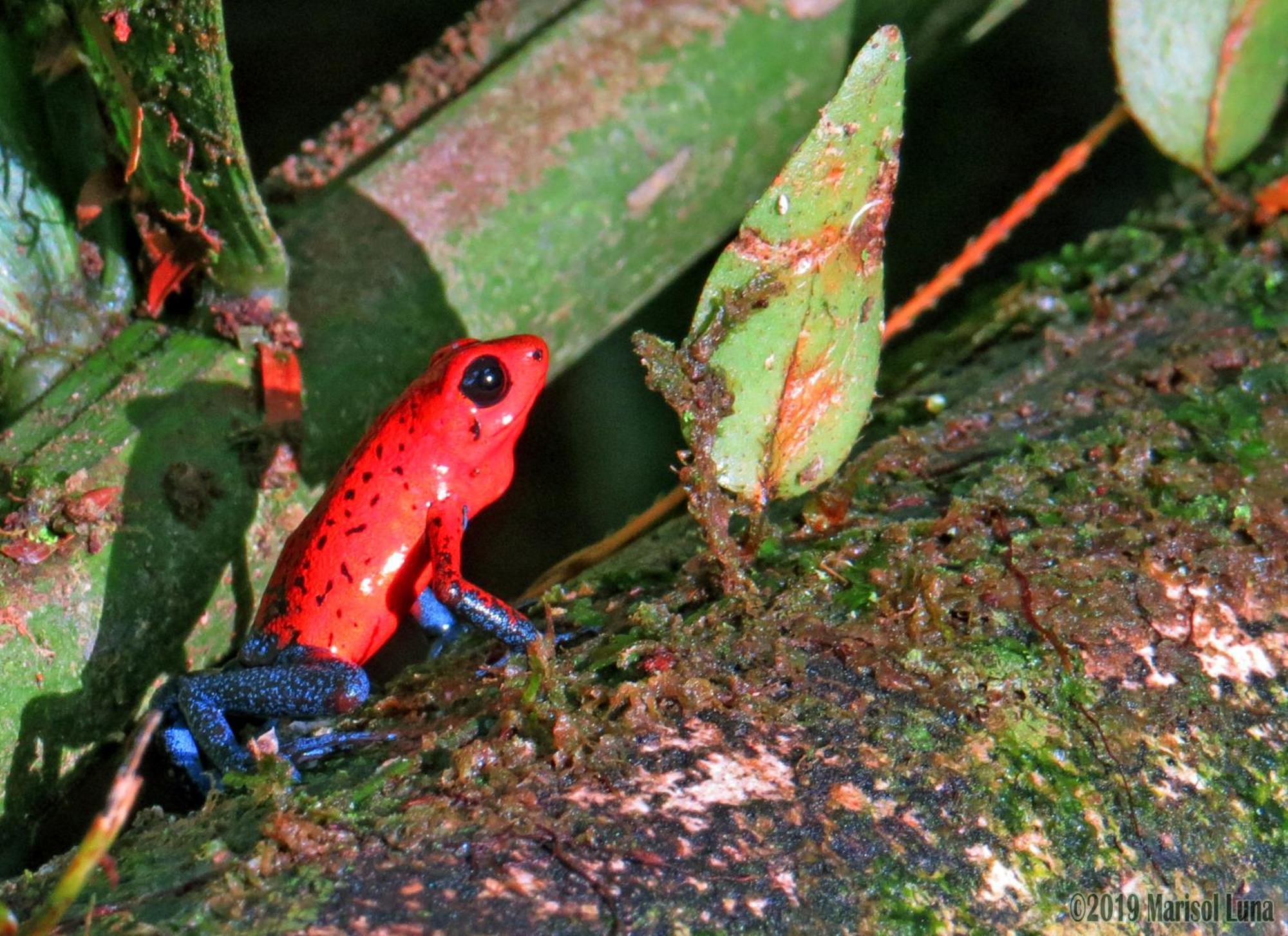 La Selva Biological Station Hotell Sarapiquí Eksteriør bilde
