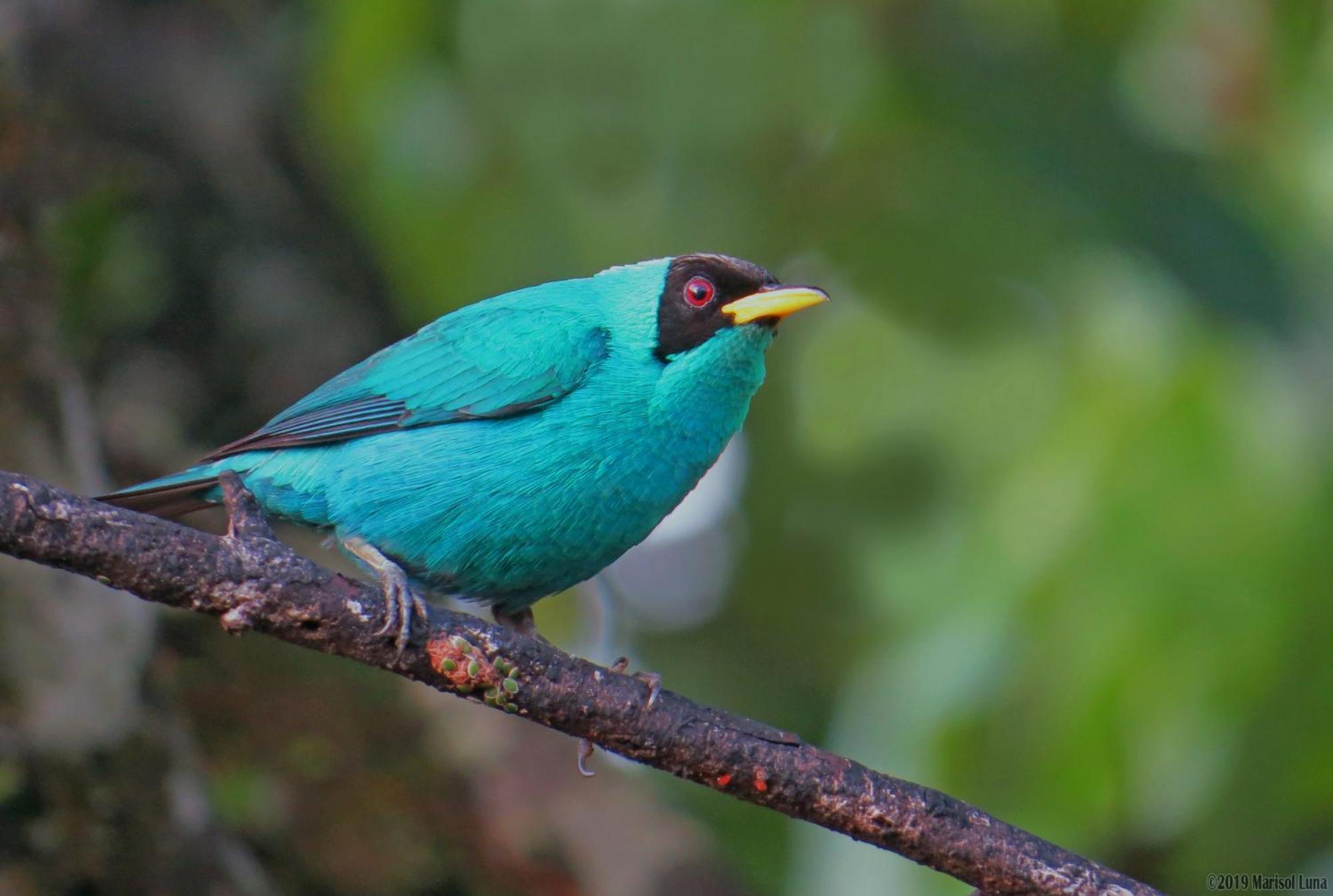 La Selva Biological Station Hotell Sarapiquí Eksteriør bilde