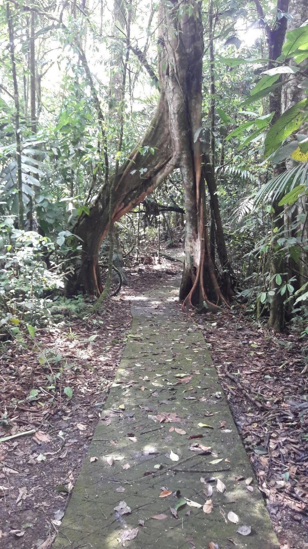 La Selva Biological Station Hotell Sarapiquí Eksteriør bilde
